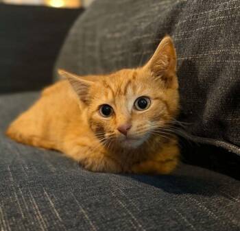 Dash -  Domestic Short Hair Cat for Adoption in Manchester, Maryland - Dash | PetCurious