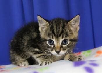 Rob -  Domestic Short Hair Cat for Adoption in Reynoldsburg, Ohio - Rob | PetCurious