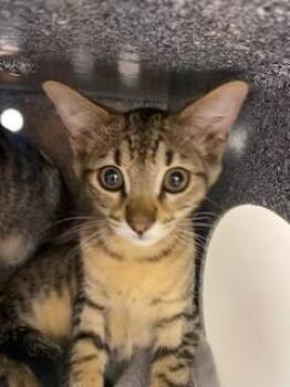 ASH -  Domestic Short Hair Cat for Adoption in St. Cloud, Florida - ASH | PetCurious