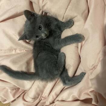 Tena -  Russian Blue Cat for Adoption in Mount Vernon, Arkansas - Tena | PetCurious