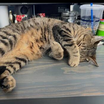 Purl -  Domestic Short Hair Cat Available for Adoption in Lewisville, Texas - Purl | PetCurious