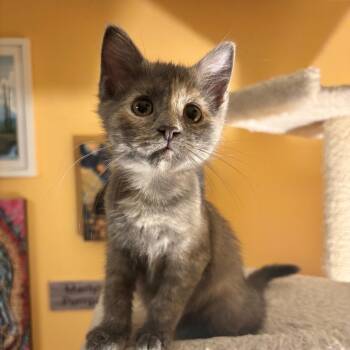 Rescue Domestic Short Hair Cats for Adoption in Washington, Pennsylvania - Winifred | PetCurious