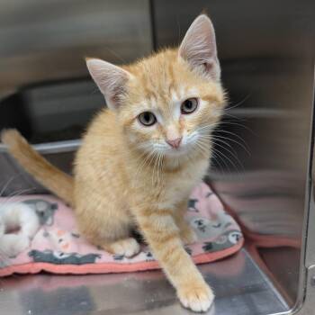 Koi -  Domestic Short Hair Cat for Adoption in Detroit Lakes, Minnesota - Koi | PetCurious