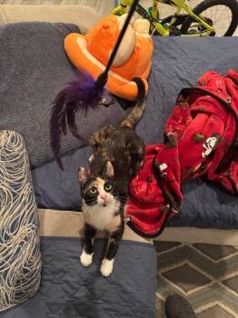 Calico Cats Available for Adoption in San Antonio, Texas - Huli | PetCurious