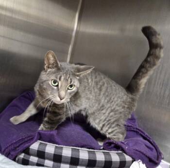 Domestic Short Hair Cats Available for Adoption in Carsonville, Michigan - Cletus | PetCurious