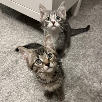 Meep -  Domestic Short Hair Cat for Adoption in Puslinch, Ontario - Meep | PetCurious