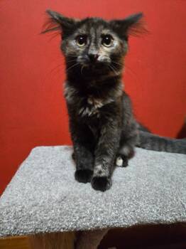 Artemesia -  Domestic Medium Hair Cat for Adoption in Greenwood, Indiana - Artemesia | PetCurious