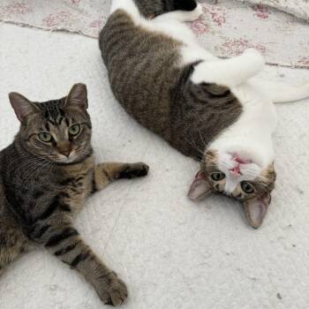 Rescue Domestic Short Hair Cats for Adoption in Philadelphia, Pennsylvania - Herman & Gertrude | PetCurious