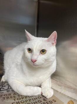 Domestic Medium Hair Cats Available for Adoption in Hopkinsville, Kentucky - Lou | PetCurious