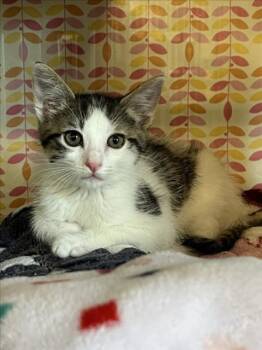 Domestic Short Hair Cats Available for Adoption in Woodland, California - *BABY | PetCurious