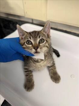 *JAVA -  Domestic Short Hair Cat for Adoption in Woodland, California - *JAVA | PetCurious