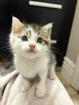 Peter Pan -  Domestic Short Hair Cat for Adoption in St. Peters, Missouri - Peter Pan | PetCurious