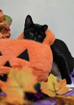 Rescue Domestic Short Hair Cats for Adoption in New Castle, Pennsylvania - Hades | PetCurious