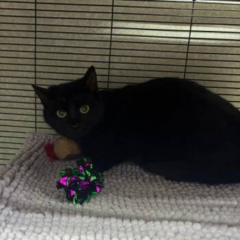 Domestic Short Hair Cats Available for Adoption - Imara | PetCurious