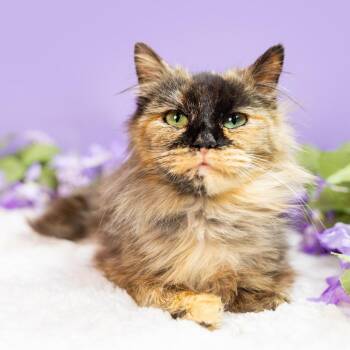 Domestic Medium Hair Cats Available for Adoption - Molly | PetCurious