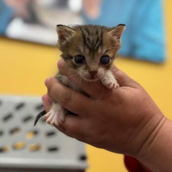 Jack -  Domestic Short Hair Cat for Adoption in Nashville, Indiana - Jack | PetCurious