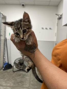 Rescue Domestic Short Hair Cats for Adoption in Rosenberg, Texas - RUE | PetCurious