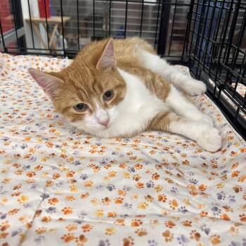 Rescue Domestic Short Hair Cats for Adoption in Mears, Michigan - Nutmeg | PetCurious