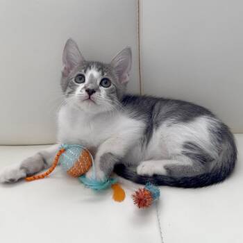 Sully -  Domestic Short Hair Cat Available for Adoption in Miami, Florida - Sully | PetCurious