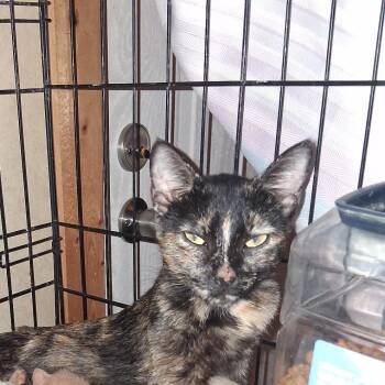 Miracle -  American Shorthair Cat for Adoption in Mount Vernon, Arkansas - Miracle | PetCurious