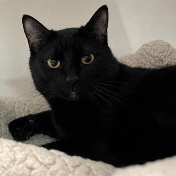Catrick Swayze -  Domestic Short Hair Cat for Adoption in Swanzey, New Hampshire - Catrick Swayze | PetCurious