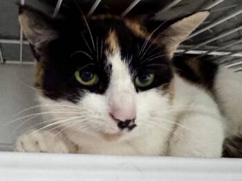 Dilute Calico Cats Available for Adoption in Powell, Ohio - Wrenna | PetCurious