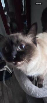 Sassy and Priscilla -  Domestic Long Hair and Siamese Cat Available for Adoption in Kirklin, Indiana - Sassy And Priscilla | PetCurious