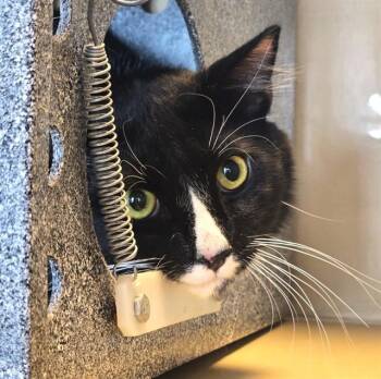 Domestic Short Hair Cats Available for Adoption in Colorado Springs, Colorado - SYLVESTER | PetCurious