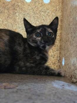 Swirls -  Domestic Short Hair Cat for Adoption in Houston, Texas - Swirls | PetCurious