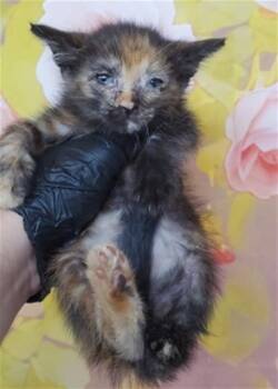 ACACIA -  Domestic Short Hair Cat for Adoption in San Bernardino, California - ACACIA | PetCurious