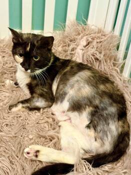 Annabelle ( 2 1/2 legs) -  Calico and Domestic Short Hair Cat for Adoption in Lucedale, Mississippi - Annabelle ( 2 1/2 Legs) | PetCurious