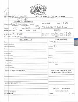 Domestic Short Hair Cats Available for Adoption - Macchiato | PetCurious