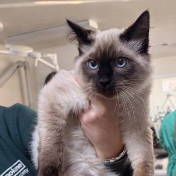 Domestic Short Hair Cats Available for Adoption - Latte | PetCurious