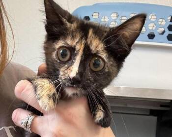 Mary Ann -  Domestic Short Hair Cat for Adoption in Bolivar, Missouri - Mary Ann | PetCurious