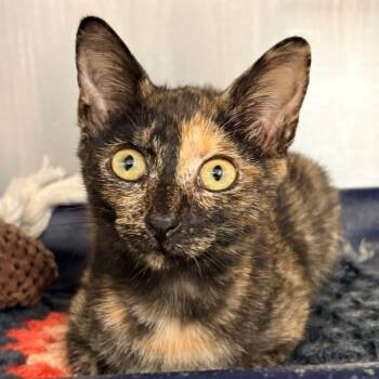 Halaena -  Domestic Short Hair Cat for Adoption in West Palm Beach, Florida - Halaena | PetCurious