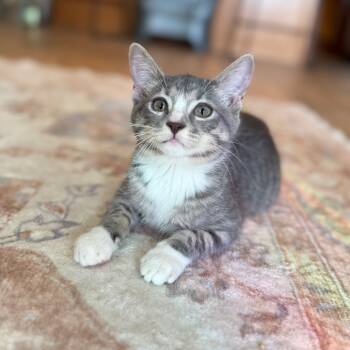 Rescue Domestic Short Hair Cats for Adoption in Port Richey, Florida - Jitterbug | PetCurious