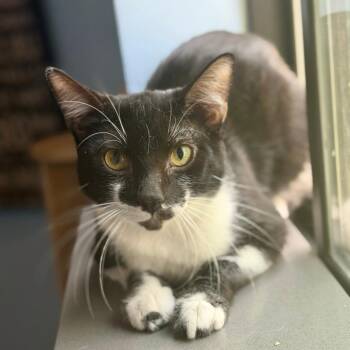 Ringo -  Domestic Short Hair Cat for Adoption in Los Angeles, California - Ringo | PetCurious