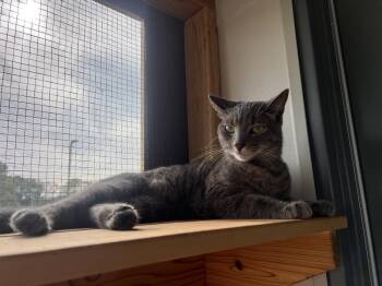 Emerald- Must Apply in Person! -  Tabby and Domestic Short Hair Cat for Adoption in Georgetown, Kentucky - Emerald- Must Apply In Person! | PetCurious