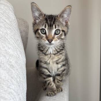 Alder -  Domestic Short Hair Cat for Adoption in Richmond, Virginia - Alder | PetCurious