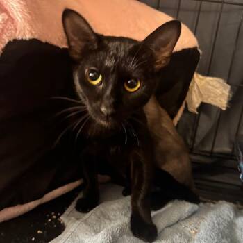 Luna -  Siamese and Domestic Short Hair Cat for Adoption in Springboro, Ohio - Luna | PetCurious