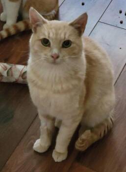 Murphy -  Domestic Short Hair Cat for Adoption in Anchorage, Alaska - Murphy | PetCurious