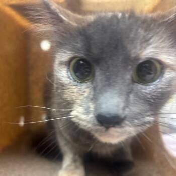 Domestic Long Hair Cats Available for Adoption in Reno, Nevada - Flame | PetCurious