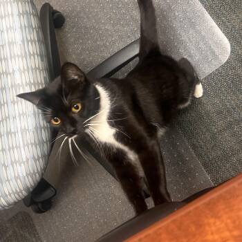 Mustache -  Domestic Short Hair Cat for Adoption in Calverton, Maryland - Mustache | PetCurious
