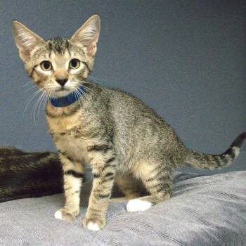 Saltine -  Domestic Short Hair Cat for Adoption in Lakeland, Florida - Saltine | PetCurious