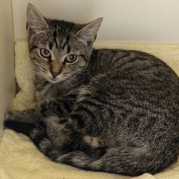 Fruit Loops -  Domestic Short Hair Cat for Adoption in Cooperstown, New York - Fruit Loops | PetCurious