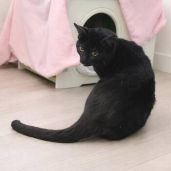Domestic Short Hair Cats Available for Adoption - Emmanuel | PetCurious