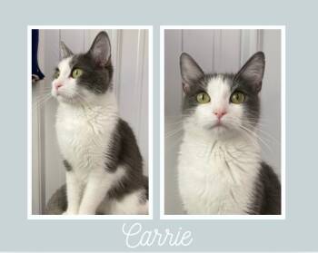 Rescue Domestic Short Hair Cats for Adoption in Pierceton, Indiana - Carrie Underwood - SR3 | PetCurious