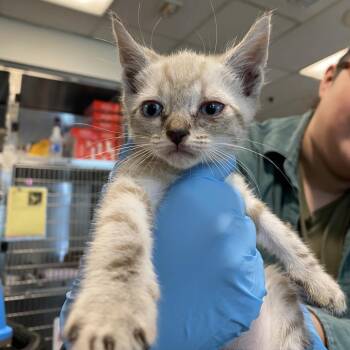 Cauliflower -  Domestic Short Hair Cat for Adoption in Los Angeles, California - Cauliflower | PetCurious