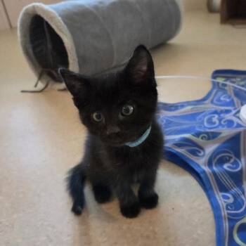 Halloweenie -  Domestic Medium Hair Cat for Adoption in Pasadena, California - Halloweenie | PetCurious