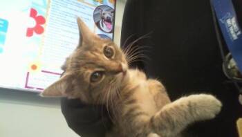 KAI -  Domestic Short Hair Cat for Adoption in Charlotte, North Carolina - KAI | PetCurious
